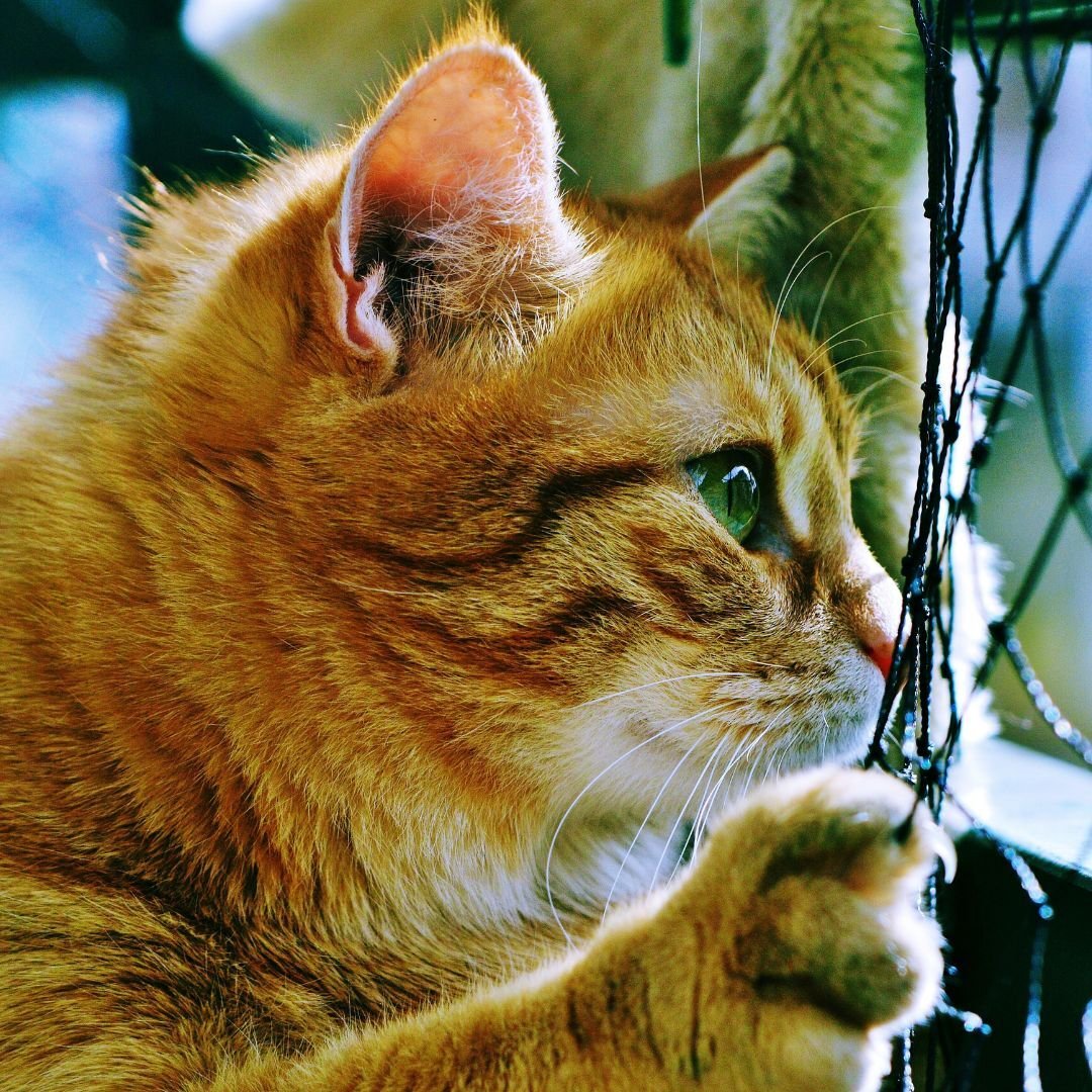 MALLA DE PROTECCIÓN 1.9MM (1)